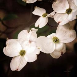 White Dogwood III | Obraz na stenu