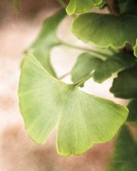 Sprouting Ginkgo III | Obraz na stenu