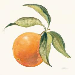 Le Orange on Cream | Obraz na stenu