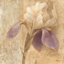 Brocade Iris | Obraz na stenu