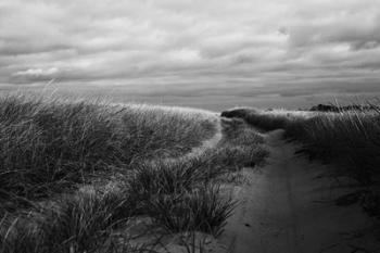 Beach Grasses | Obraz na stenu