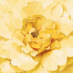 Yellow Peony | Obraz na stenu