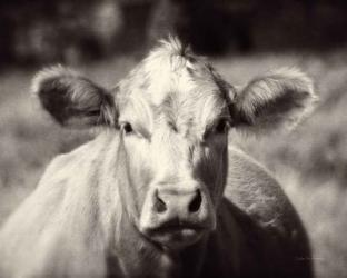 Pasture Cow | Obraz na stenu