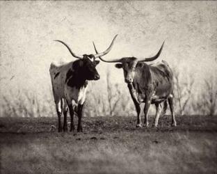 Texas Longhorns | Obraz na stenu