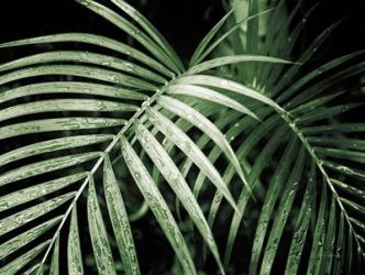 Palm Fronds Green | Obraz na stenu