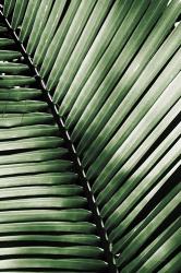 Palm Frond I Green | Obraz na stenu