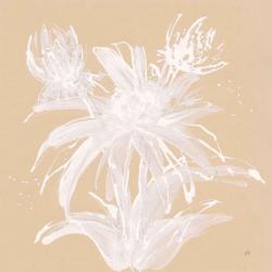 Echinacea III | Obraz na stenu