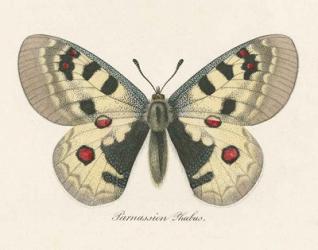 Natures Butterfly III | Obraz na stenu