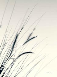 Field Grasses I | Obraz na stenu