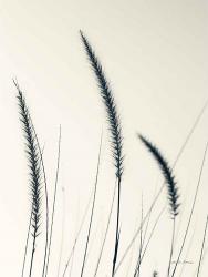 Field Grasses IV | Obraz na stenu