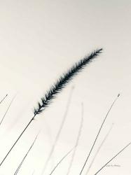 Field Grasses V | Obraz na stenu