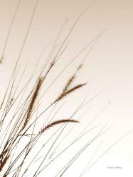 Field Grasses I Sepia | Obraz na stenu