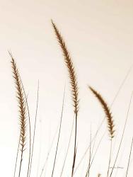 Field Grasses IV Sepia | Obraz na stenu