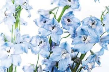 Freshly Picked Delphinium I | Obraz na stenu