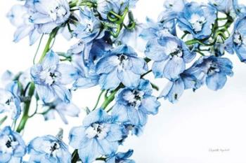 Freshly Picked Delphinium II | Obraz na stenu