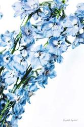 Freshly Picked Delphinium IV | Obraz na stenu