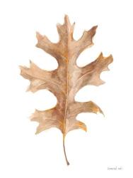 Fallen Leaf I | Obraz na stenu