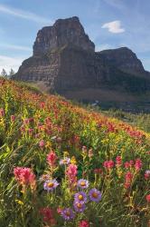 Boulder Pass Wildflowers | Obraz na stenu