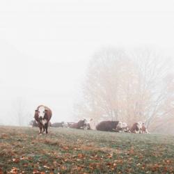 Misty Pasture | Obraz na stenu