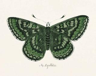 Antique Butterfly I | Obraz na stenu