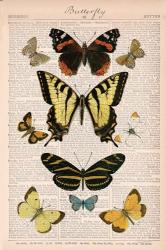 American Butterflies I | Obraz na stenu