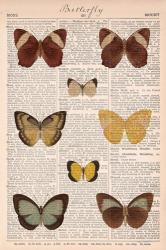 American Butterflies II | Obraz na stenu