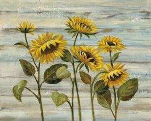 Cottage Sunflowers | Obraz na stenu