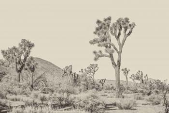 Joshua Tree II Neutral | Obraz na stenu