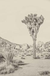 Joshua Tree III Neutral | Obraz na stenu