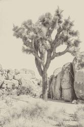 Joshua Tree IV Neutral | Obraz na stenu