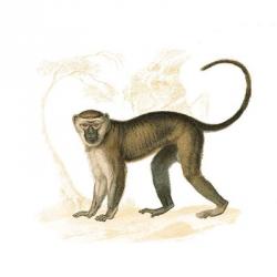Golden Monkey | Obraz na stenu