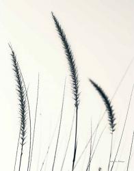 Field Grasses IV BW Crop | Obraz na stenu