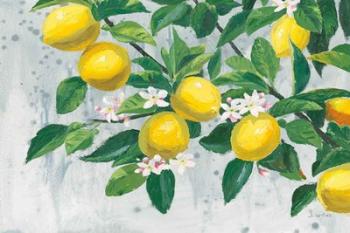 Zesty Lemons | Obraz na stenu
