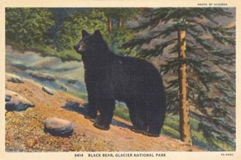 Black Bear I Crop | Obraz na stenu