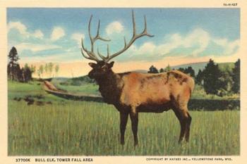 Elk I Crop | Obraz na stenu