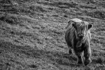 Highland Cow Calf in the Wind | Obraz na stenu