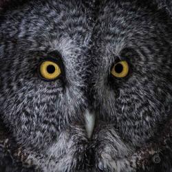 Great Grey Owl | Obraz na stenu