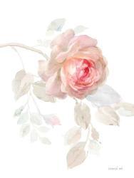 Gentle Rose I | Obraz na stenu