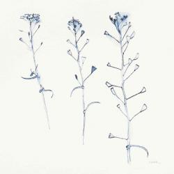 Shepherds Purse Stems I Blue | Obraz na stenu