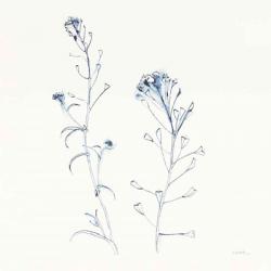 Shepherds Purse Stems II Blue | Obraz na stenu