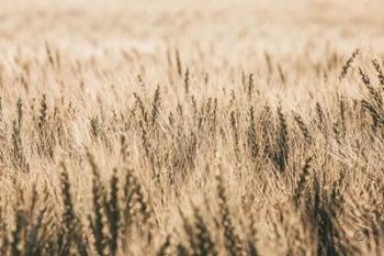 Dakota Wheat Fields | Obraz na stenu