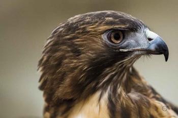 Red Tailed Hawk Profile | Obraz na stenu