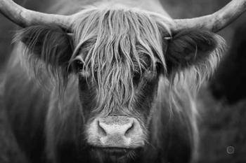 Cow Nose BW | Obraz na stenu