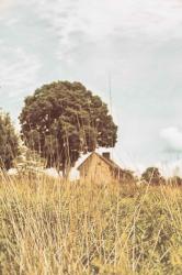 Grass and Sky Light | Obraz na stenu