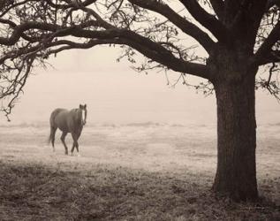 Hazy Horse I | Obraz na stenu