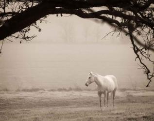 Hazy Horse II | Obraz na stenu