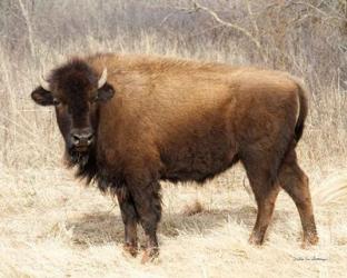 American Bison I | Obraz na stenu