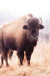 American Bison V | Obraz na stenu