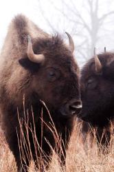 American Bison VI | Obraz na stenu