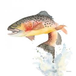 Cutthroat Trout | Obraz na stenu